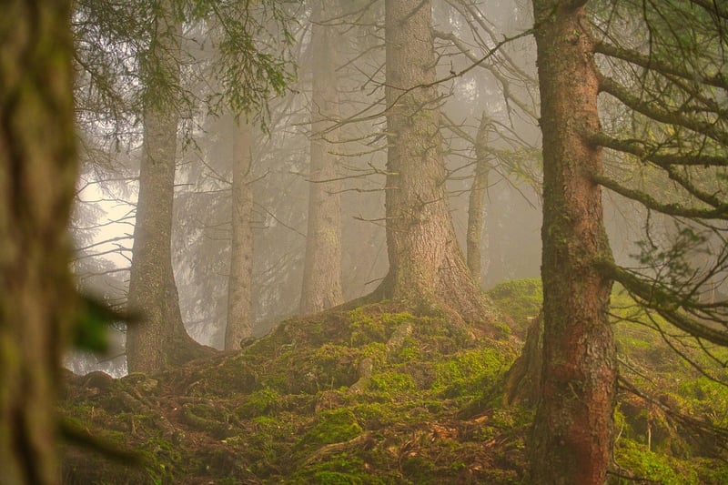 Forest Expedition