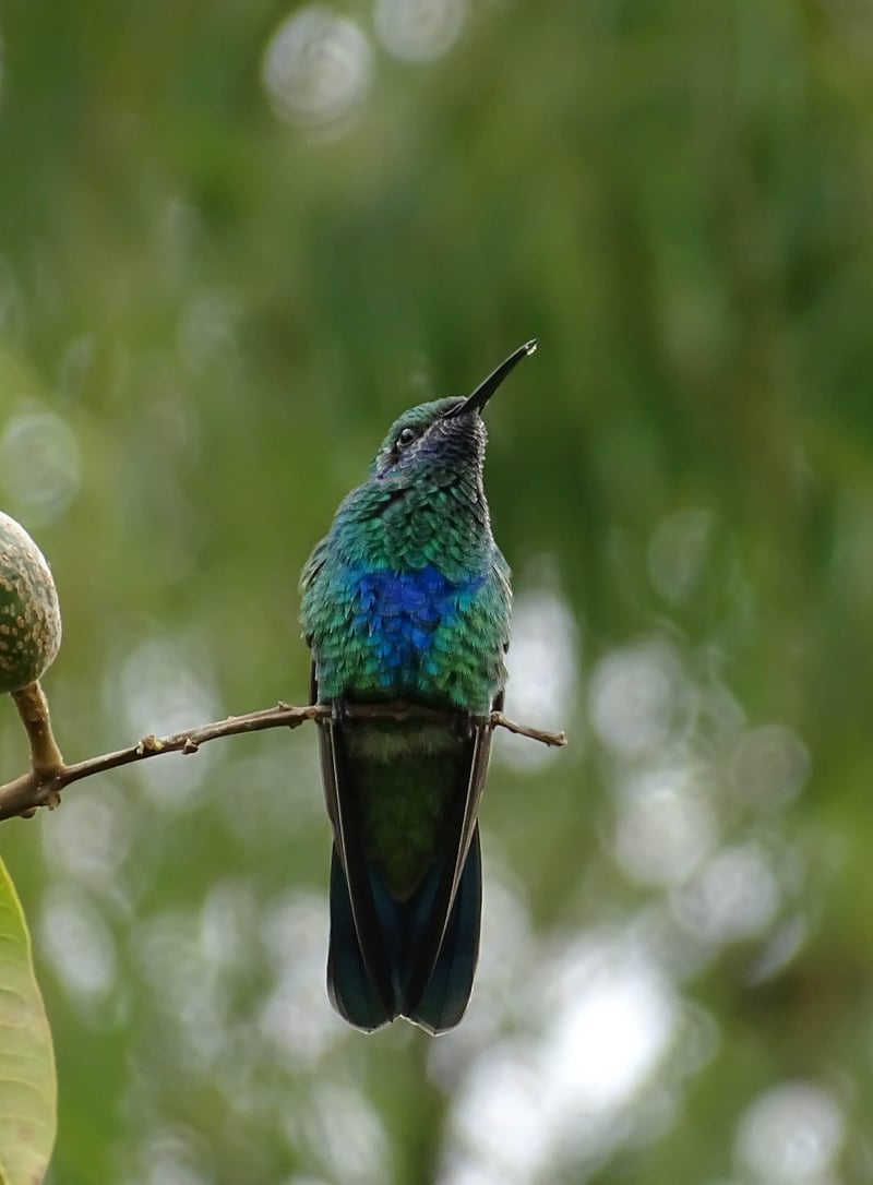 Hummingbird in flight